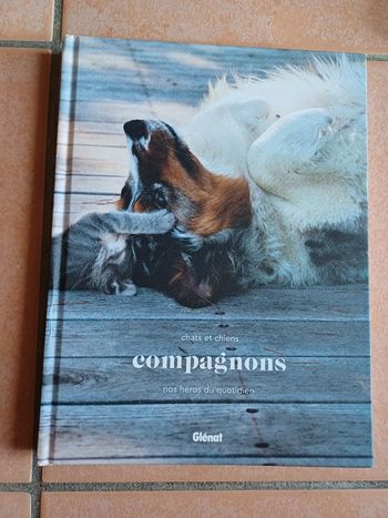 Chat et chien compagnons