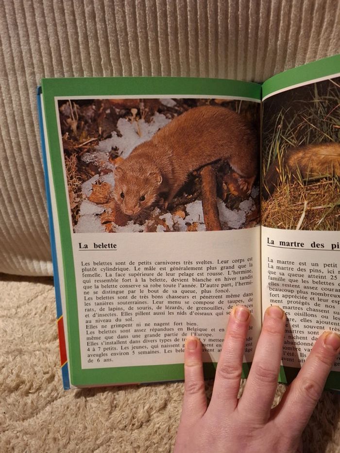 Les animaux de nos bois - photo numéro 5