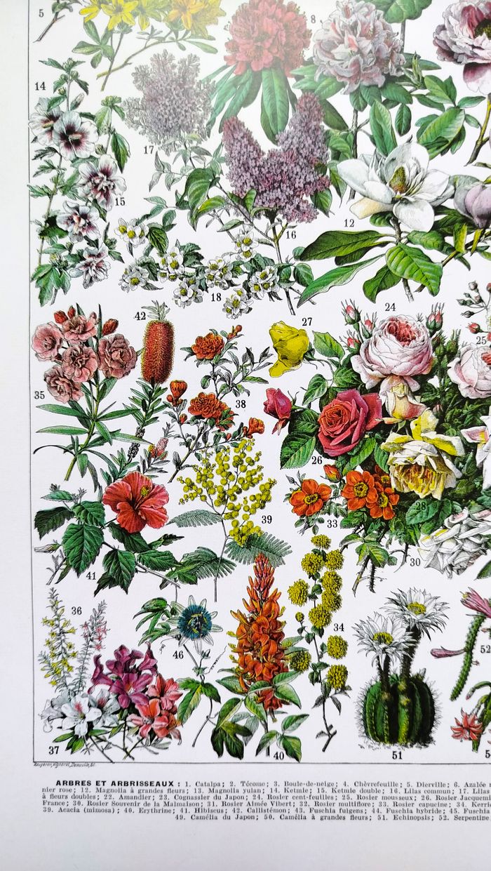 🪴 Affiche sur les fleurs "rosiers", d'après une lithographie de 1928 - photo numéro 3