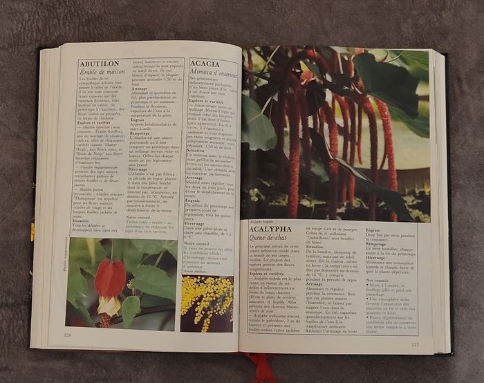 La maison fleurie - le guide le plus complet - photo numéro 5