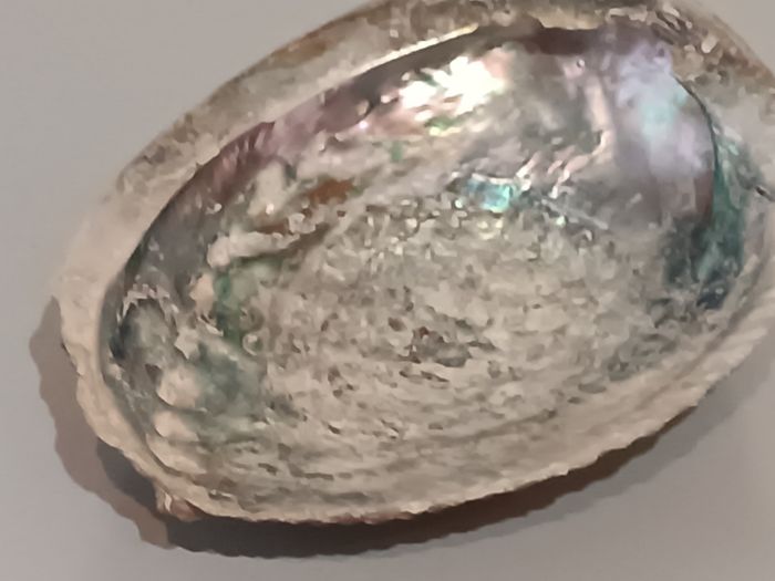 Ormeau - photo numéro 4