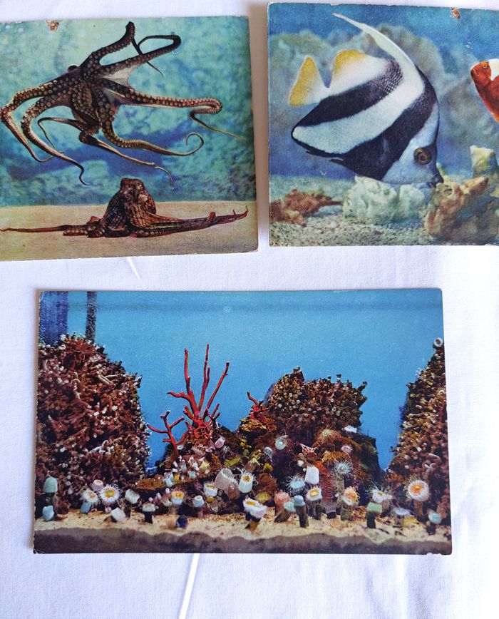 Lot 5 Cartes postales anciennes CPA Aquarium de Monaco - photo numéro 4