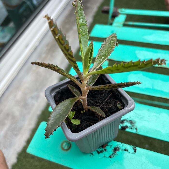 Superbe bouture Kalanchoe daigremontiana, plantes-mères ou Mère de milliers. - photo numéro 2