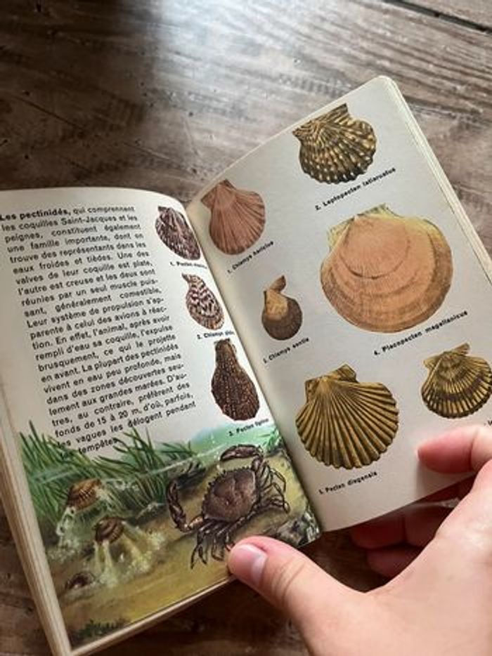 Compilé Rivages faune et flore européennes - photo numéro 3