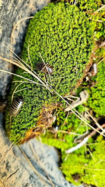 Terrarium 