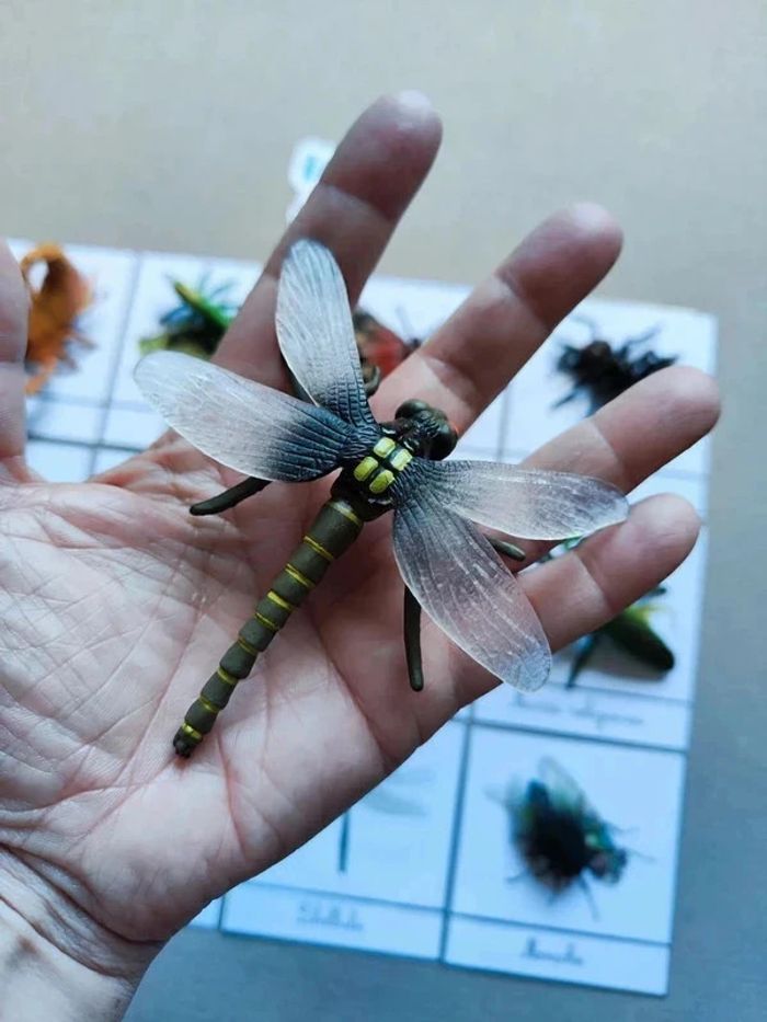 12 cartes de nomenclatures sur les insectes avec grands insectes Montessori - photo numéro 7