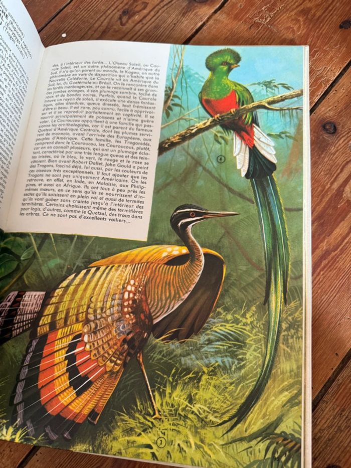 Lito Roby Grand livre illustrations Robert Dallet ancien vintage Faune du nouveau monde d’Amerique - photo numéro 8