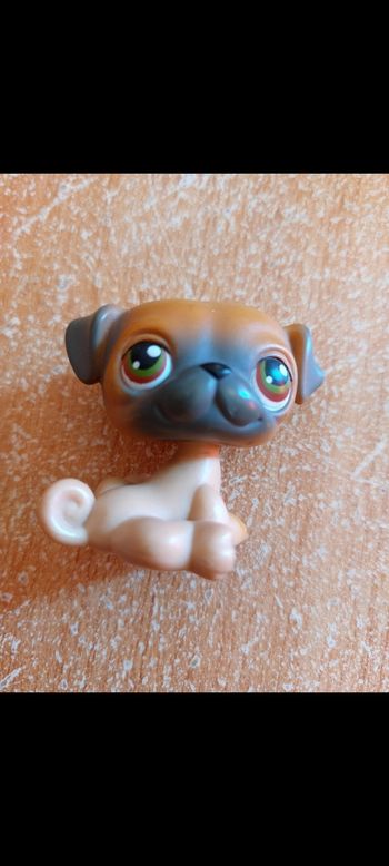 Pet shop chien carlin