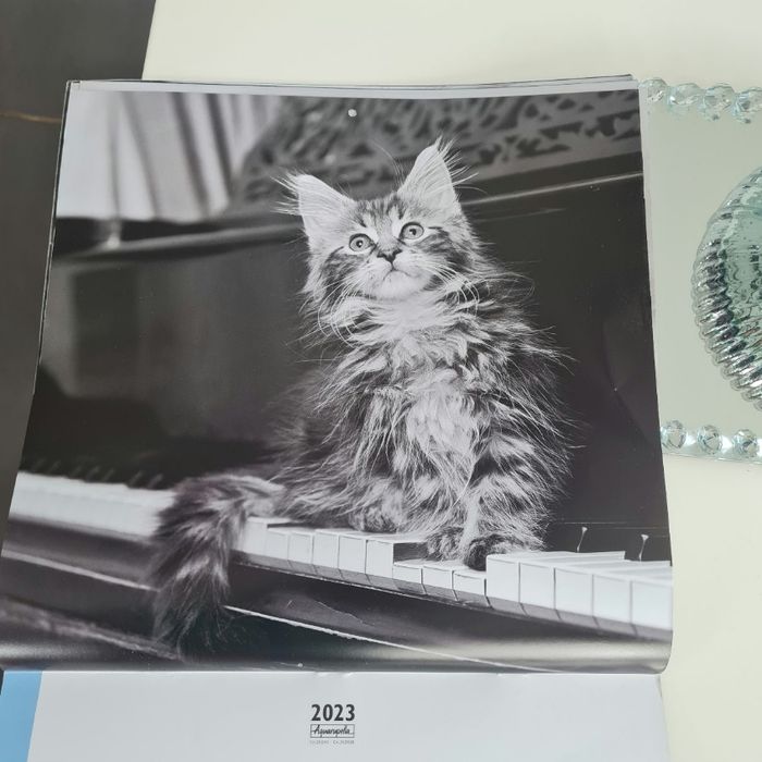 Calendrier chats 2023 - photo numéro 10