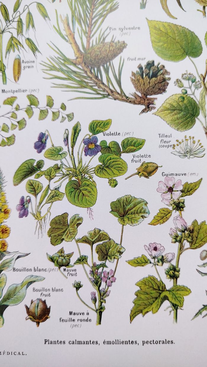 Affiche botanique sur les plantes calmantes, d'après une lithographie de 1928 - photo numéro 5