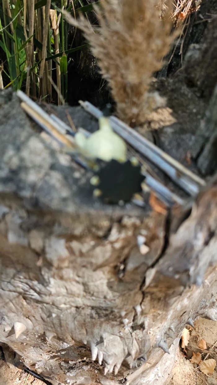 Super figurine Pokemon Nintendo mimiqui - photo numéro 5