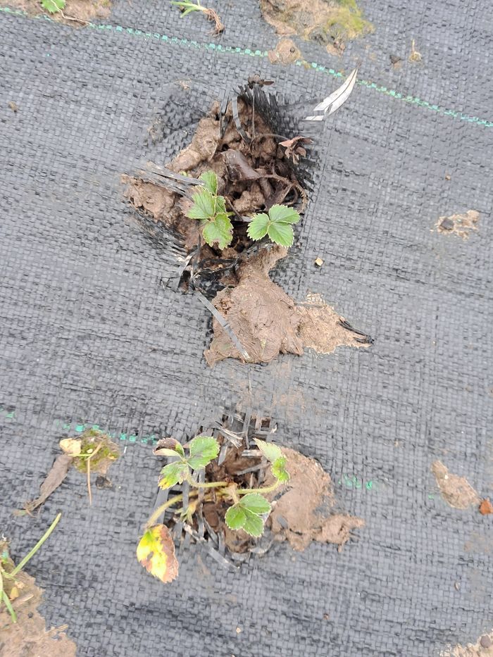 Lot plant de fraise