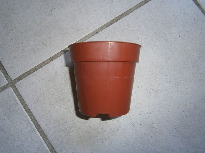Bouteille en verre pour une plante - photo numéro 10