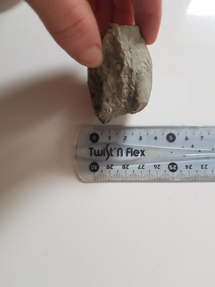 Fossils de coquillages - photo numéro 8