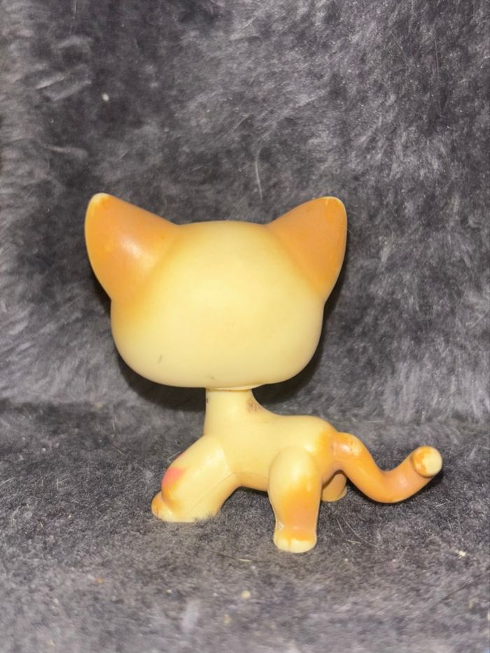 cat shorthair #816 - photo numéro 2