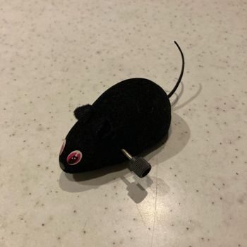 Souris noire