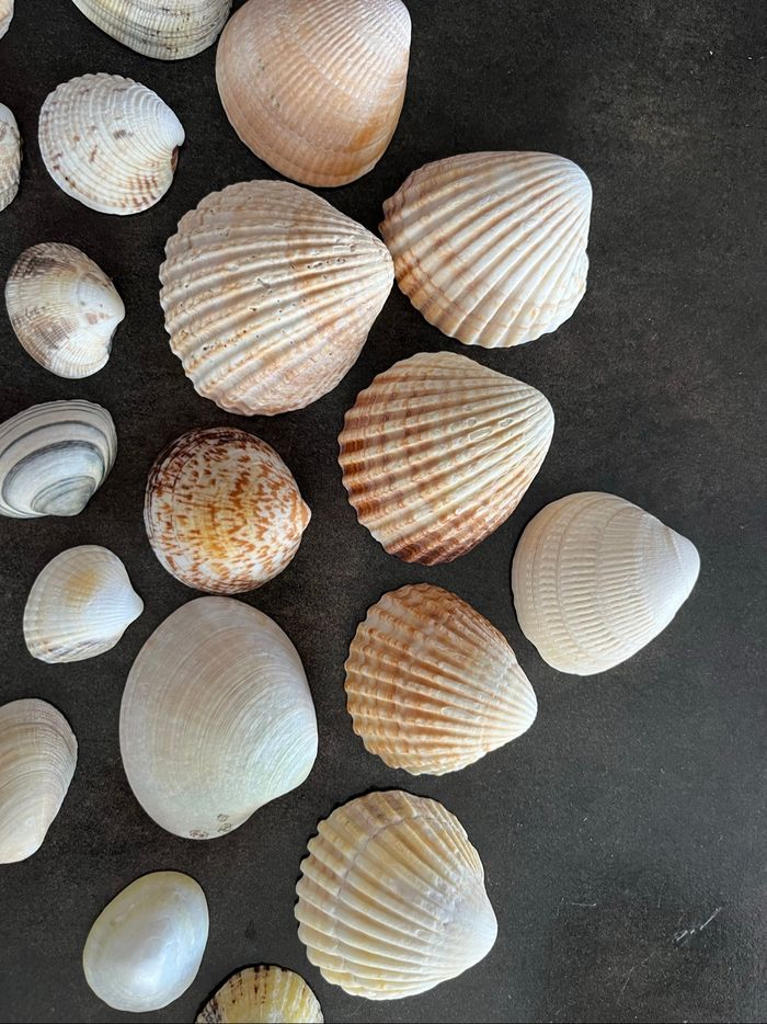 Coquillages - photo numéro 4