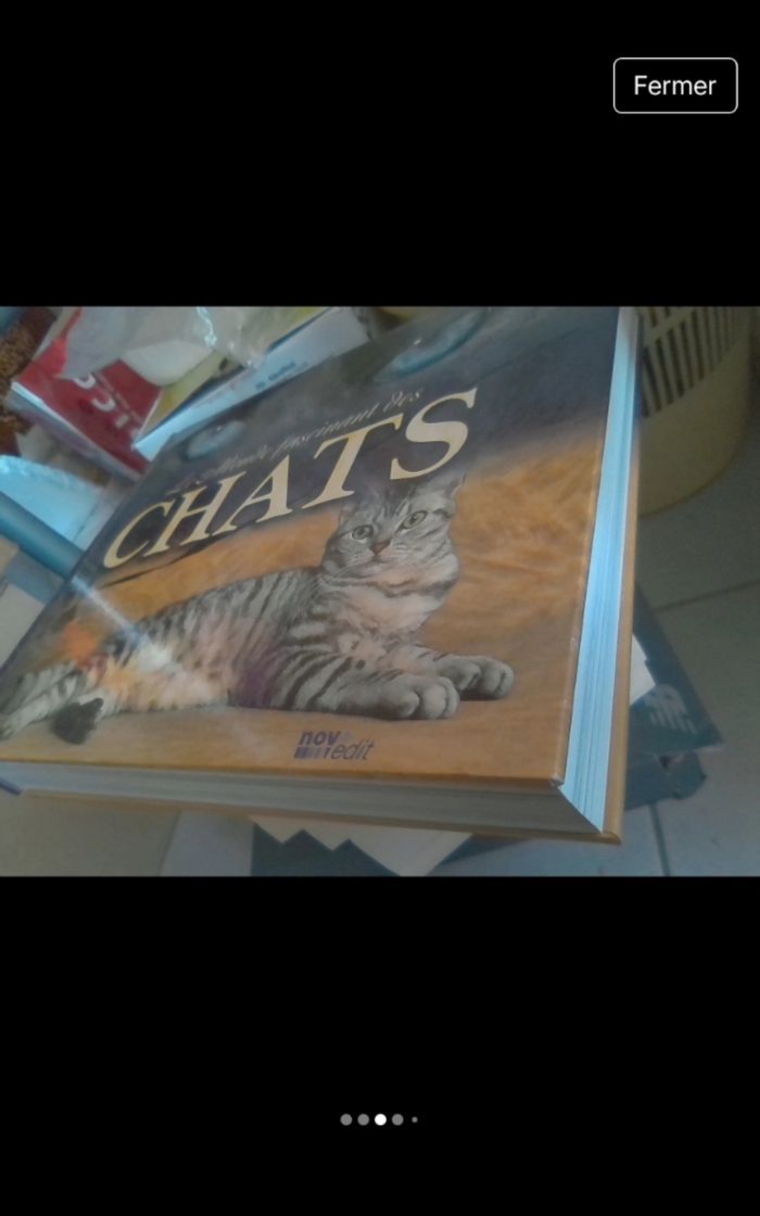 Le monde fascinant des chats - photo numéro 4