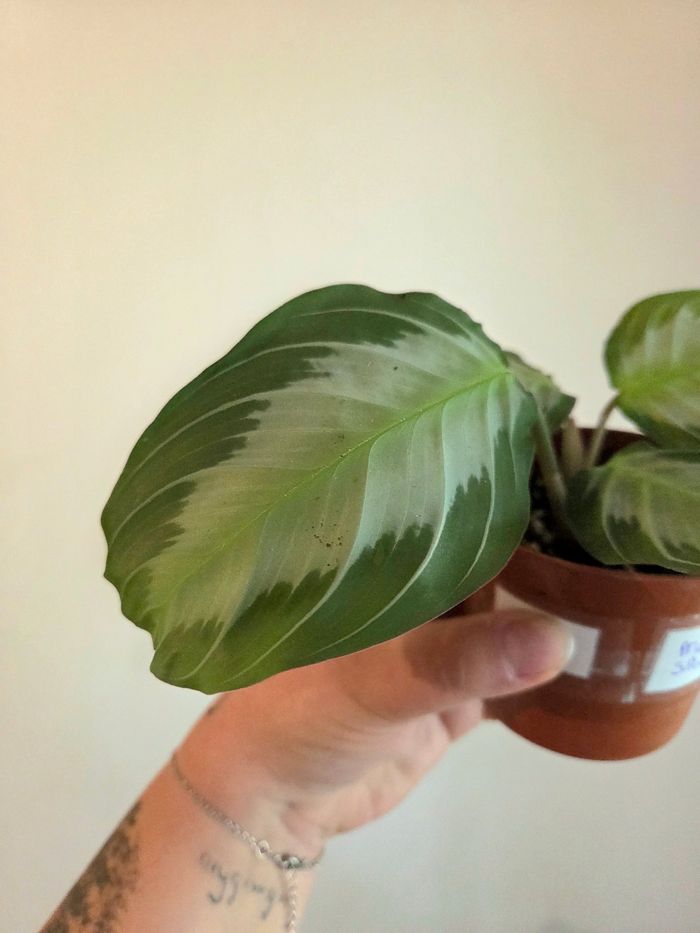 Maranta Silver Band (plante) - photo numéro 5