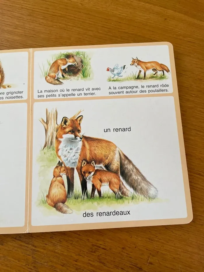 La forêt - photo numéro 3