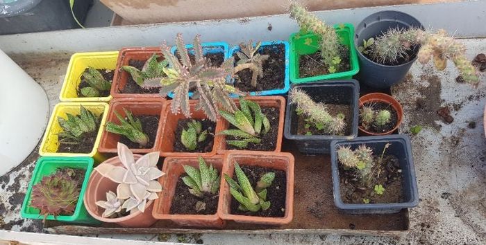 Plante grasse à partir