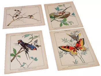 4 anciennes planches à dessin   Mes premiers pinceaux, Oiseaux, Papillons, Nid..