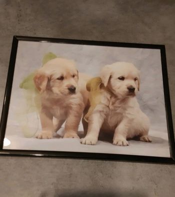 Cadre chiots