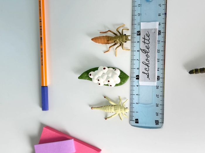 Cycle de vie: Figurines de la Libellule (Langage, sciences.) - photo numéro 14