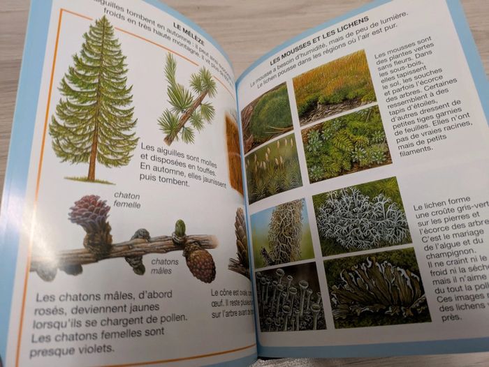 L'imagerie de la forêt - photo numéro 3