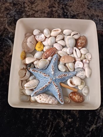 Boite de petits coquillages