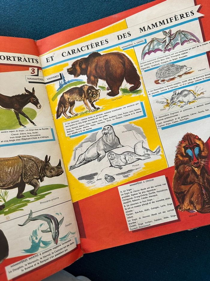 Grand album Hachette livre encyclopédie couleurs Le Monde des Animaux Pierre Probst (Caroline) - photo numéro 6