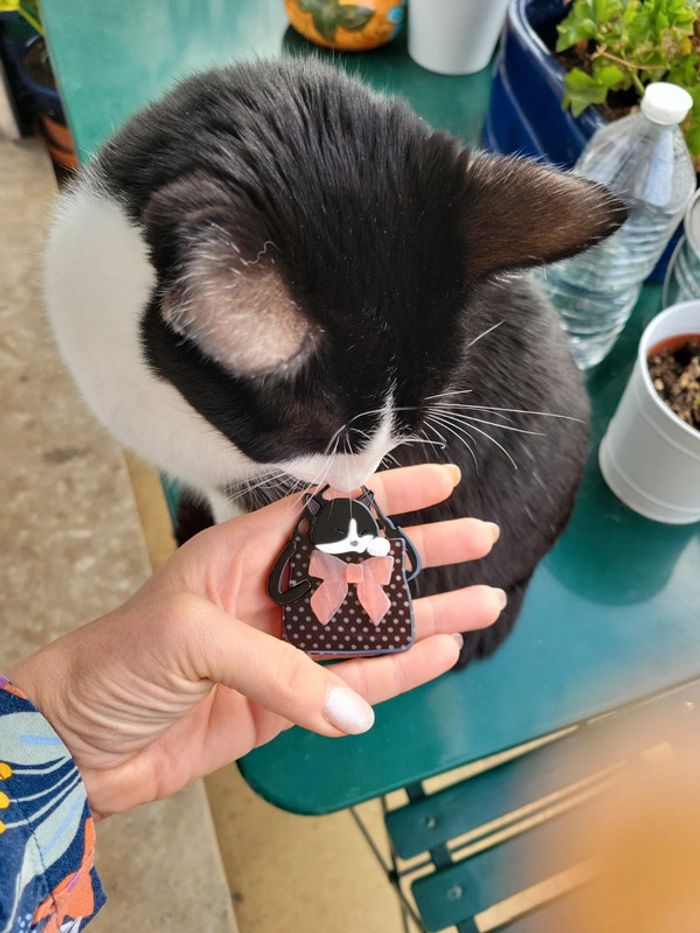 chat dans un sac - photo numéro 2