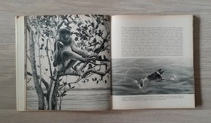 Faune des îles - photo numéro 5