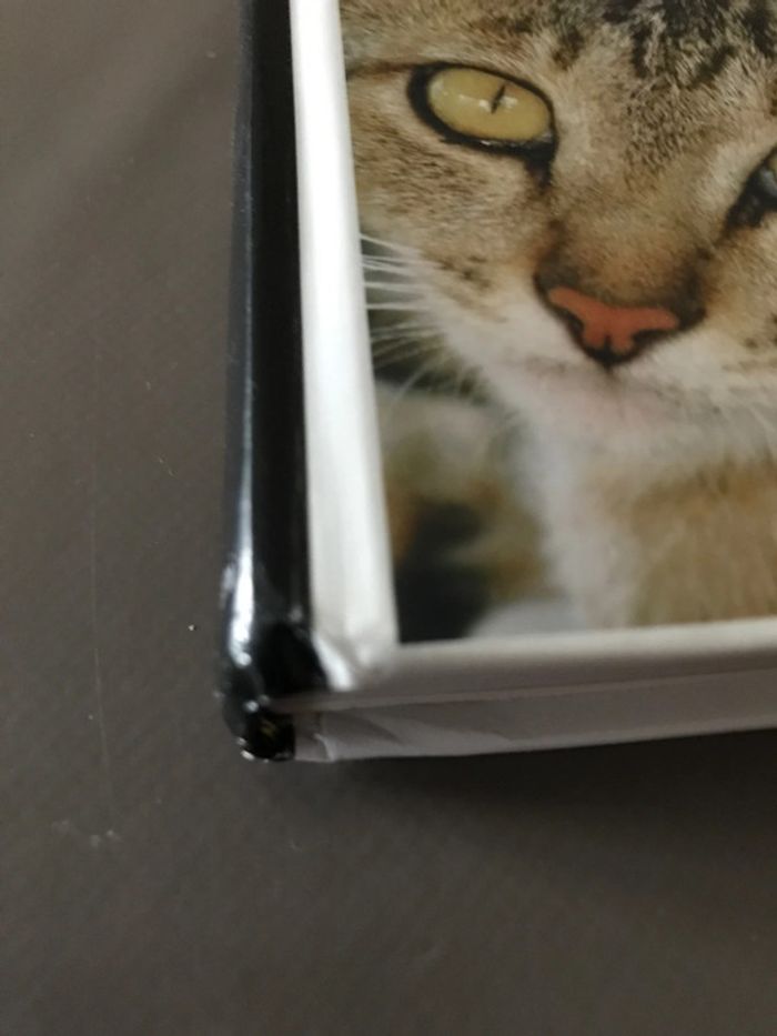 Le grand livre des chats de race - photo numéro 4