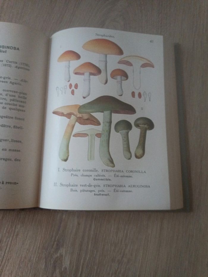 Les champignons de France - photo numéro 8