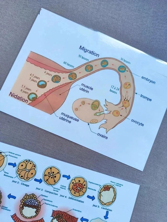 Développement embryonnaire et fœtal - photo numéro 5