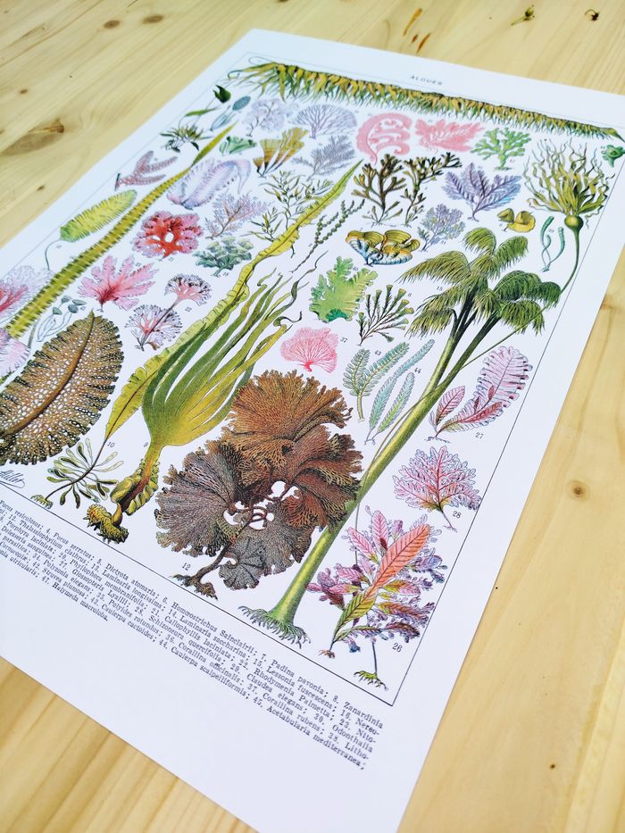 🌿 Affiche sur les algues, d'après une lithographie de 1928 - photo numéro 2