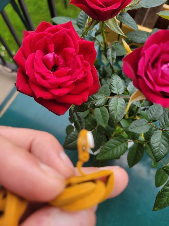 Clips velours jaune moutarde - photo numéro 4