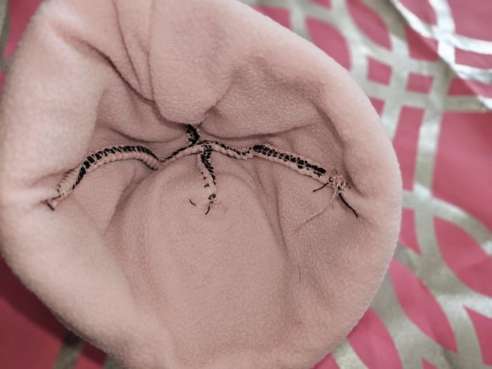 Bonnet minnie - photo numéro 3