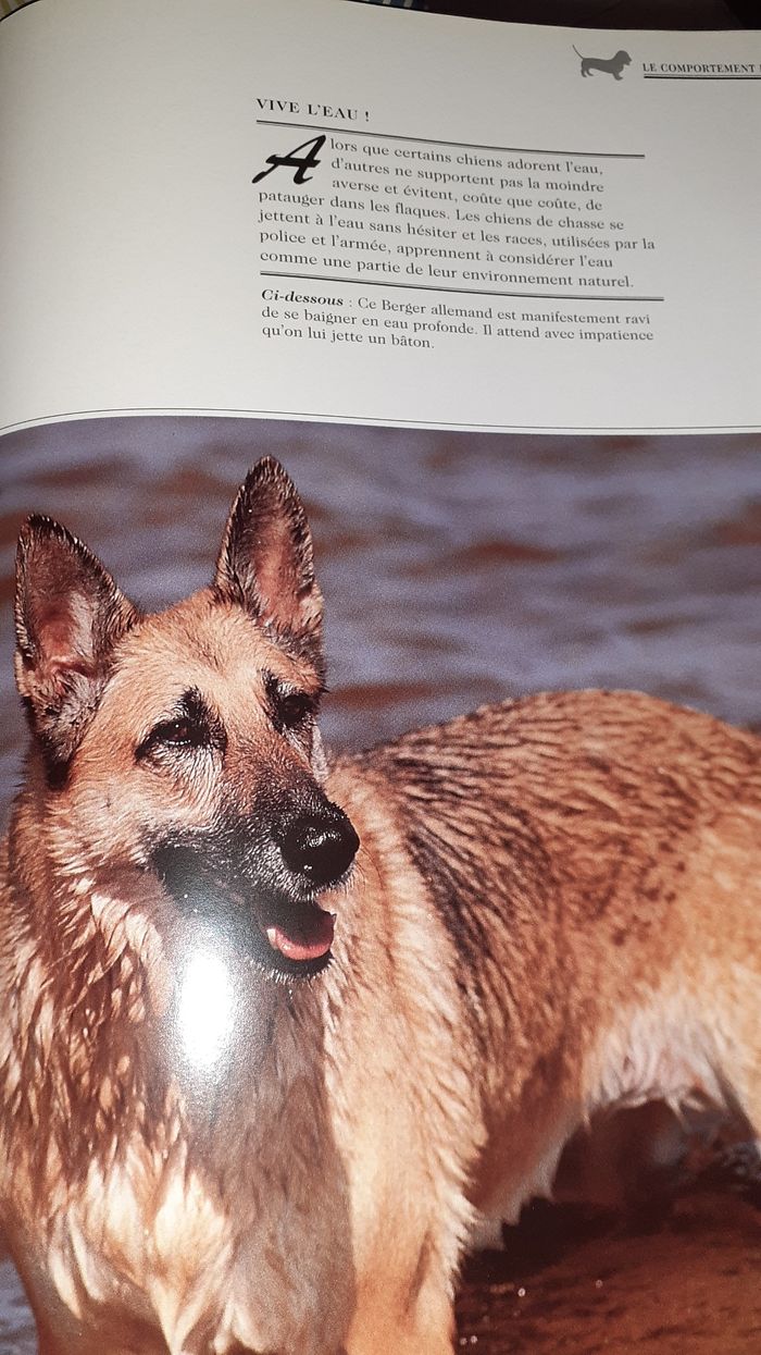 Livre chiens les races - photo numéro 5