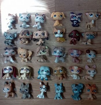Lot petshop chien