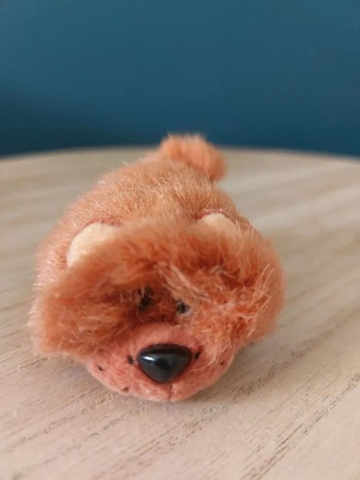 Mini bébé Chow Chow - pound Puppies - photo numéro 2
