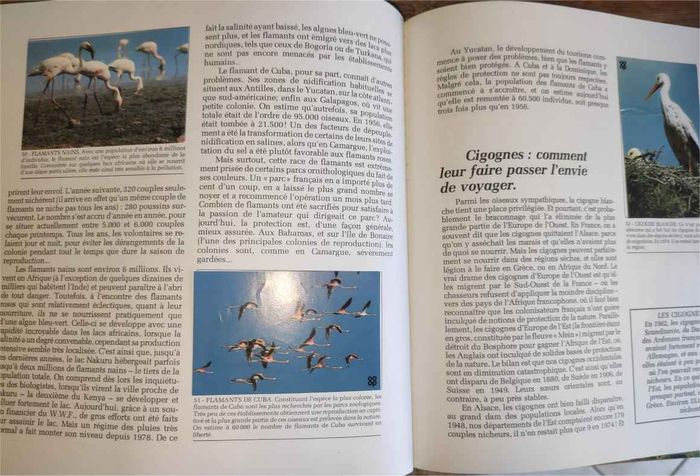 Les animaux sauvés par l’homme 1981 - photo numéro 3