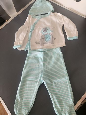 Adorable ensemble elephants