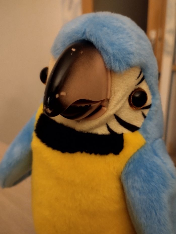 Perroquet parlant - photo numéro 6