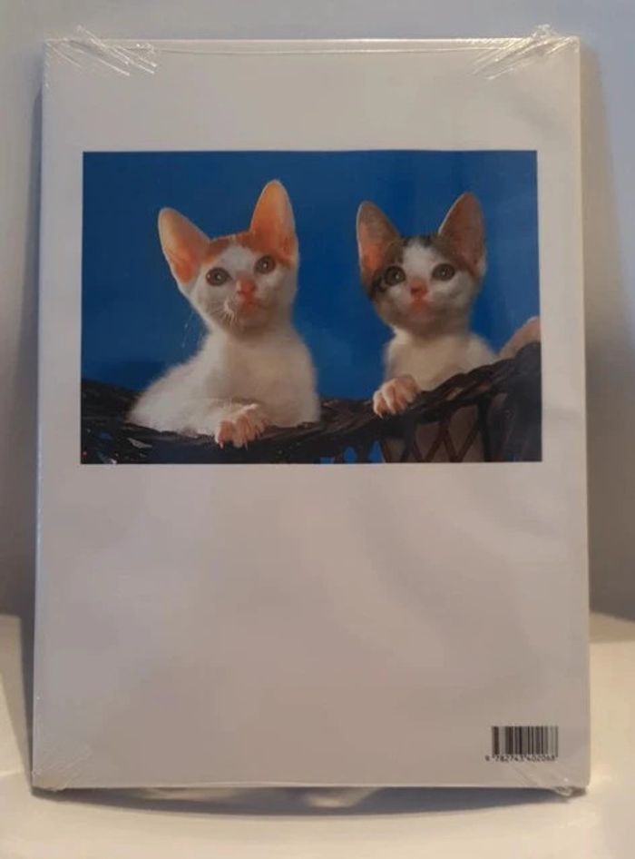 Chatons, portraits du monde animal - photo numéro 2