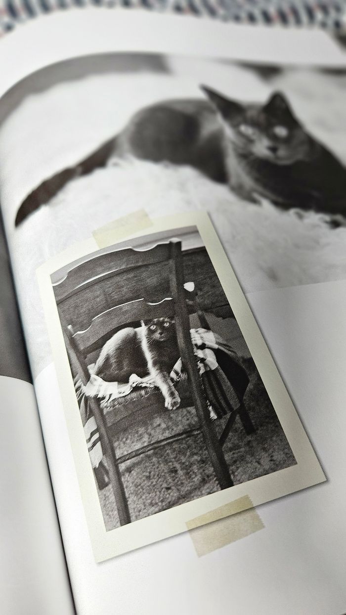 Chats - Anny Duperey - photo numéro 5