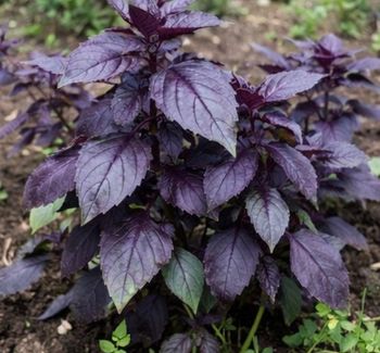 120 graines basilic pourpre + 31 variétés disponible 