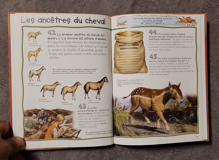 Les Chevaux. Le sais-tu? 100 infos a decouvrir Camilla de la Bedouyere - photo numéro 4