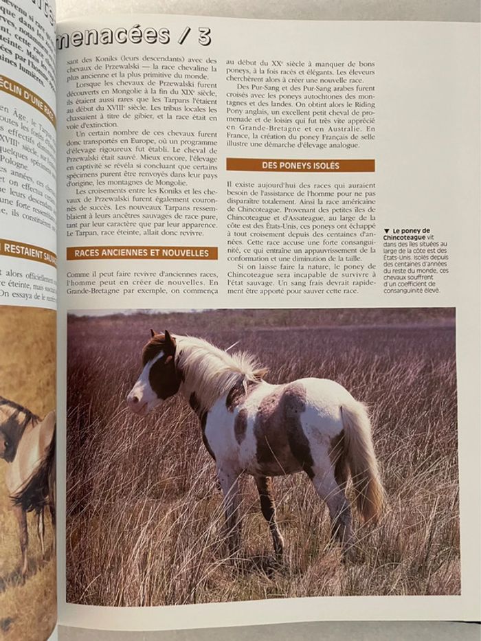 Les Chevaux Du Monde - photo numéro 2